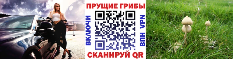 Купить  Братск  Псилоцибиновые грибы GOLDEN TEACHER 